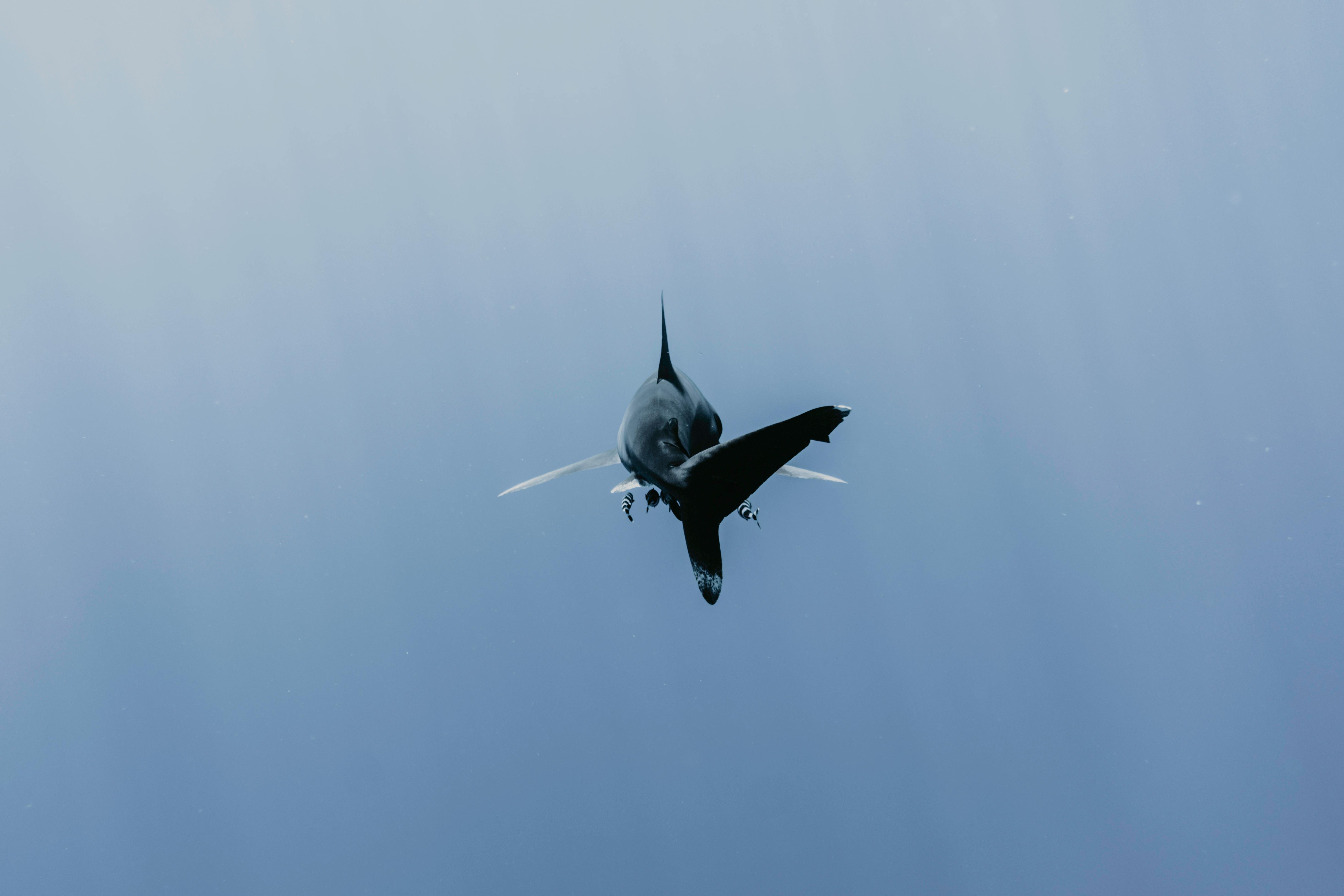 Shark 1